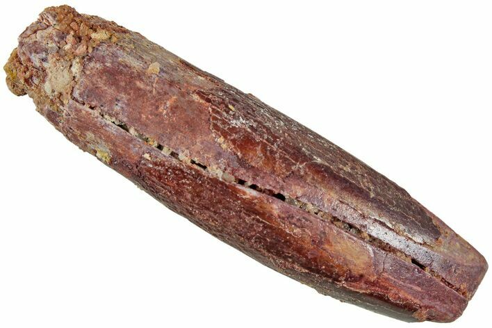 Fossil Sauropod Dinosaur (Titanosaur?) Tooth - Morocco #230675